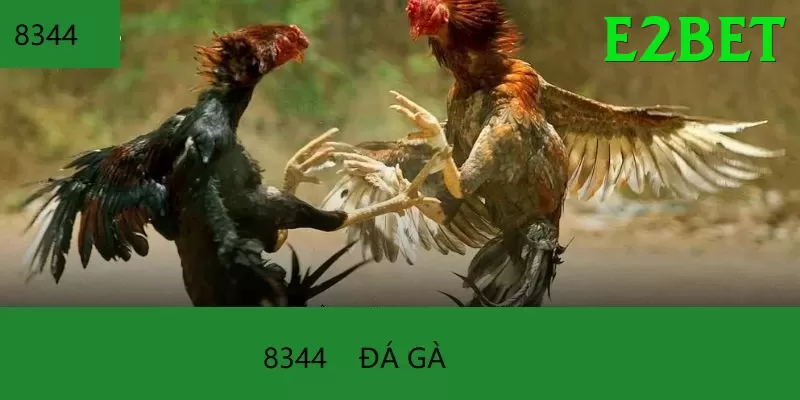 Đá Gà Trực Tiếp - Ưu đãi đặc biệt - Game 2D